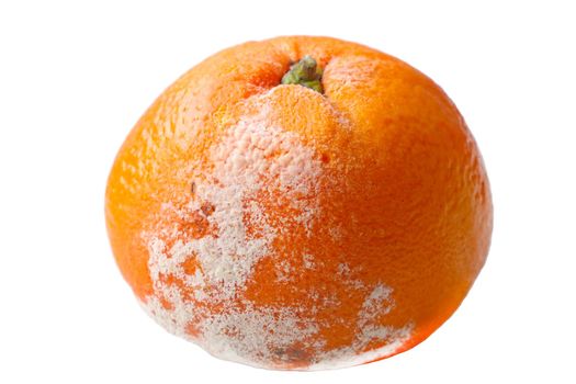 Close-up of a spoiled orange on a white background. Fruit isolate.