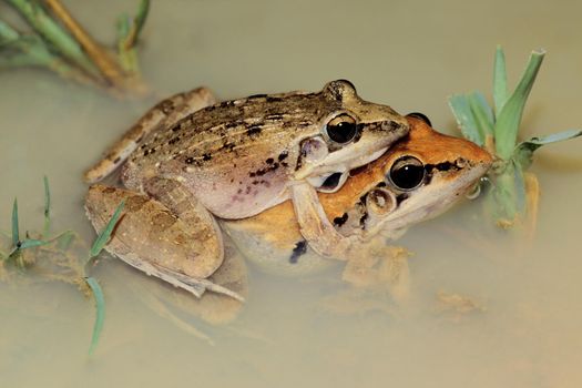 Mating plain grass frogs