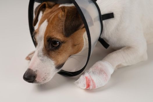 Jack Russell Terrier dog with a bandaged paw in a cone collar.