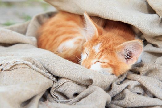 Little kitty is sleeping in piece of tarpaulin