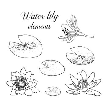 Hand drawn water lily with leaves.