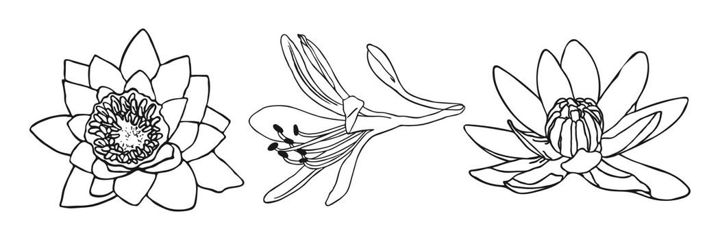 Lily flower minimal botanical drawing.