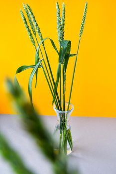 Transparent vase with Cereal Plant grass close-up on windowsill. Copy space for text. Wheat spike plant. Green wheat