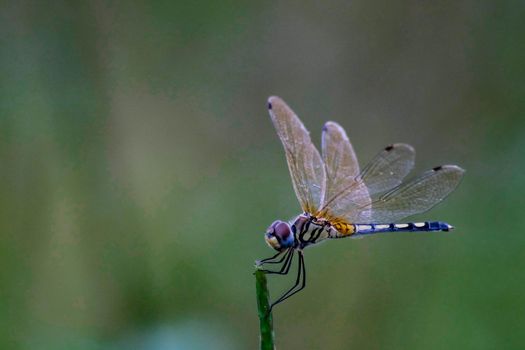 Beautiful color side of Dragonfly Close up macro small insect animal on plant long tail translucent wings wildlife in summer environment nature field over blur green background