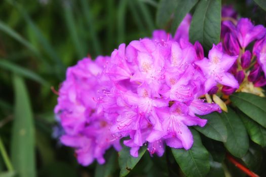 Beautiful large flowers of rhododendrons in a green lush with blur background. Lilac flowers of green leaves in the forest. Blooming rhododendrons in the summer garden. Purple -white colored flowers.