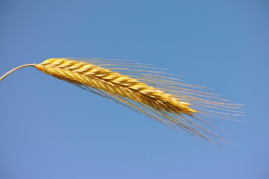 Closeup of a head of wheat on a blue sky. Farming produce against a clear background. An ear of cultivated organic grain, dried maize or a barley spike. Kernels to be harvested blowing in the wind