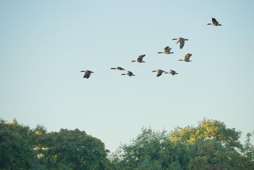 Flock of geese or ducks migrating and flying in formation together against blue sky with copyspace. A united group of avian wildlife in flight, searching for open water and food habitat. Duck hunting