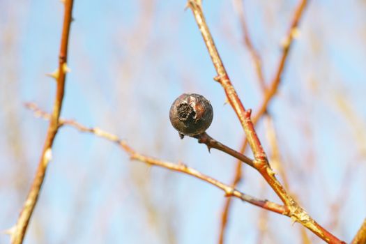 Branches in winter with dried fruit hanging on a leafless tree. Single Pomegranate hanging on a branch or twig against a blue sky background. Dried out fruit rotting on a bare tree in springtime