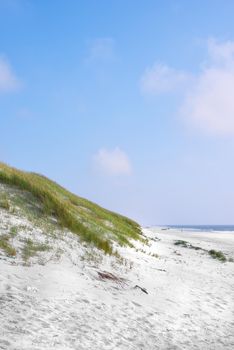 Landscape of sand dunes on the west coast of Jutland in Loekken, Denmark. Closeup of tufts of grass growing on an empty beach with blue sky and copyspace. Scenic view to enjoy during travel in summer