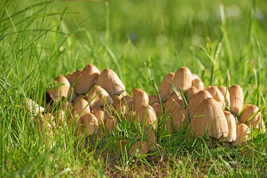 A clump of wild mushrooms growing in grass field. A bunch of young common inkcaps sprouting in the woods in spring. Raw edible fungus spreading in the summer forest Abundant fungi for fresh foraging