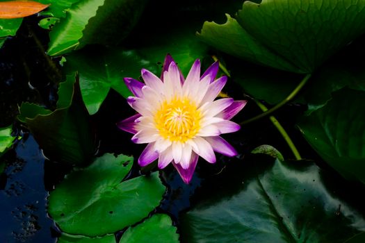 Beautiful purple waterlily or lotus flower in pond dark green background