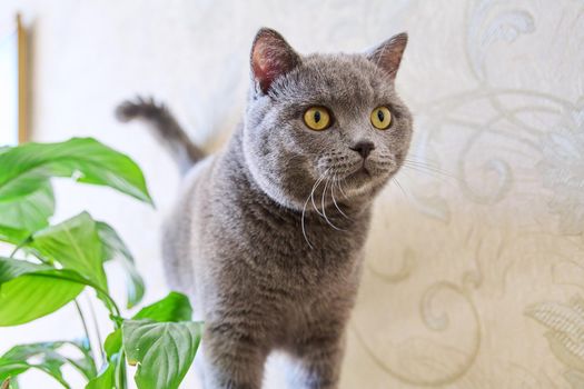 Young gray british cat, in home interior