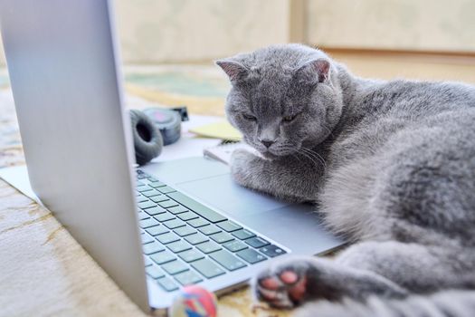 Gray cat with headphones sleeping lying on floor near laptop