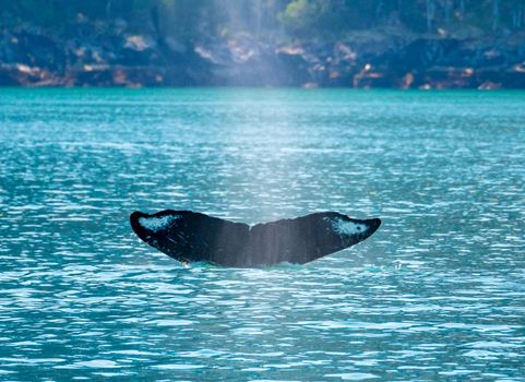 Tail of sperm whale in Resurrection Bay near Seward