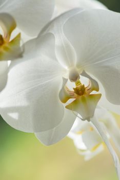 A close-up of a white orchid flower with yellow in the center. A portrait picture of a white flower with blur background. A view of a white petal flower on a bright sunny day.