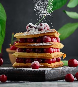 Stack of baked Belgian waffles with ripe red cherries sprinkled with powdered sugar, breakfast