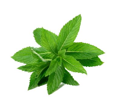 Sprig of peppermint with green leaves on a white isolated background