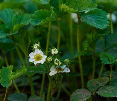 Strawberry bush with green leaves and white flowers in vegetable garden, fruit growing