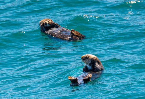 Sea Otter floating in Resurrection Bay near Seward