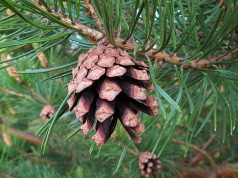 Set of cones various coniferous trees isolated on white