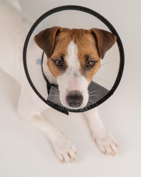 Jack Russell Terrier dog in plastic cone after surgery.