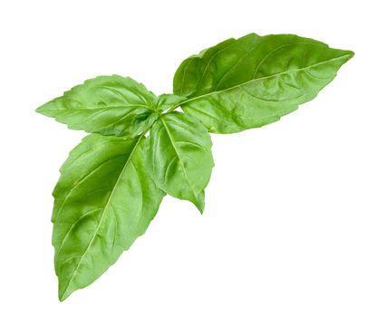Basil sprig with green leaves on a white isolated background, top view