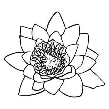 Water lily flower sketch. Doodle water lily sketch