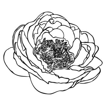 Peony flower sketch. Doodle peony sketch.