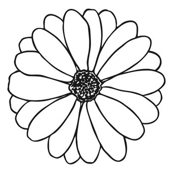 Chamomile flower sketch. Doodle daisy sketch.