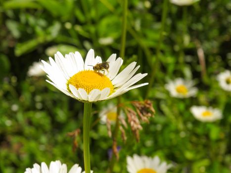 daisies or daisies isolated on a field background