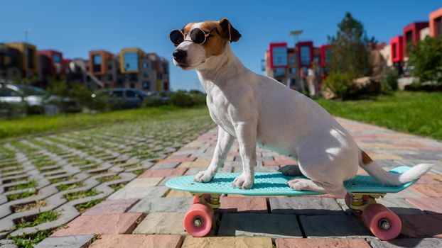 Jack russell terrier dog in sunglasses rides a skateboard outdoors on a sunny summer day.