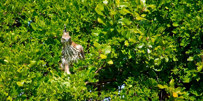 Crested Hawk Eagle, Udawalawe National Park, Sri Lanka