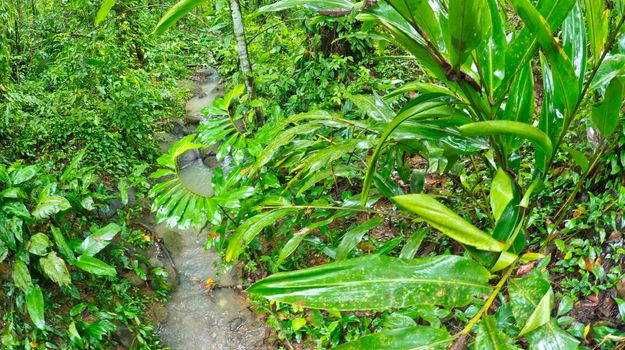 Tropical Rainforest, Marino Ballena National Park, Costa Rica 