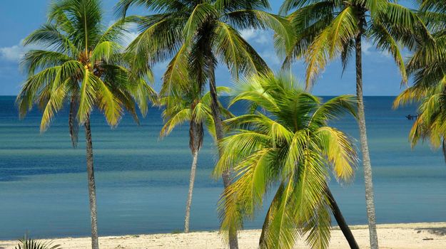 Beach and Palms, Isla de la Juventud, Cuba