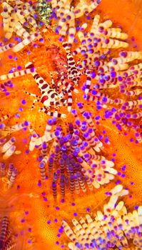 Coleman Shrimp, Sea Urchin, Lembeh, Indonesia