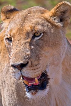Lion, Wildlife Reserve, South Africa