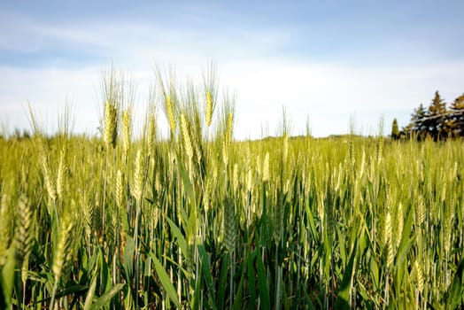 Field of wheat in Italy, near Pesaro and Urbino