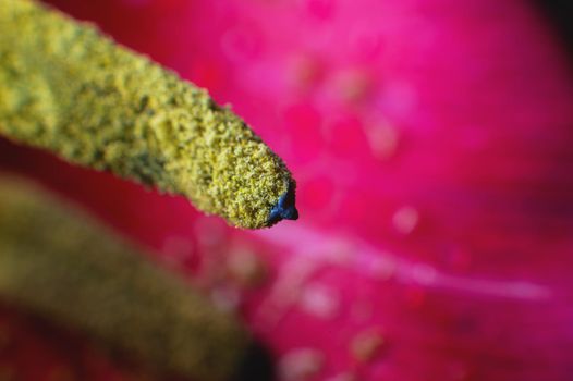 Extreme macro in shallow depth of field pollen wild tulip macro close-up