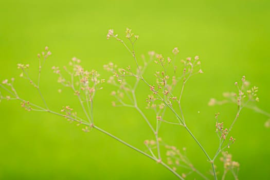 Little small wild grass flower over green field nature fresh blur background