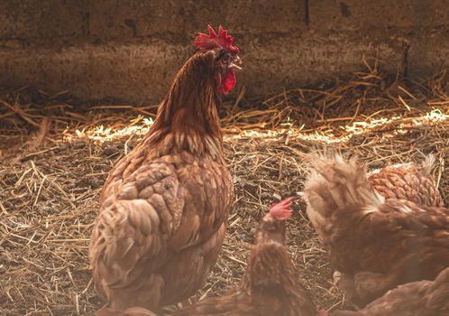 Indoor domestic chicken animal farm agriculture, chicken feeding, broiler chicken feeding with organic food.