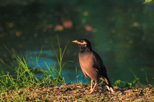 Common myna bird animal Portrait brown fur color yellow eye shade wildlife on green grass ground over lake water background.