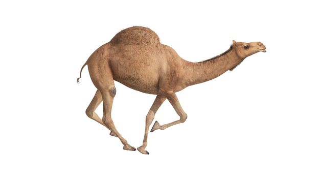 3d render camel walking on white background
