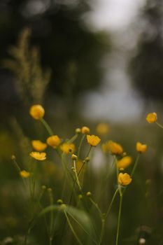 Buttercup yellow flowers in meadow on green grass background. Selective focus, blurred background