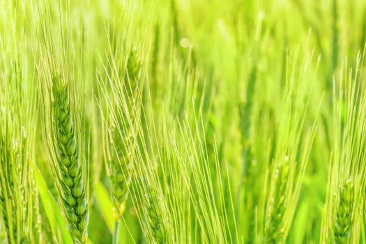 Growth cereal field agriculture wheat background. Green wheat growing field grain ears of barley green rye grain farm agriculture background. Organic agriculture green ears of wheat field close up