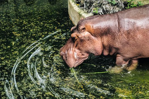 Hippopotamus Amphibius Drinking Water in pond