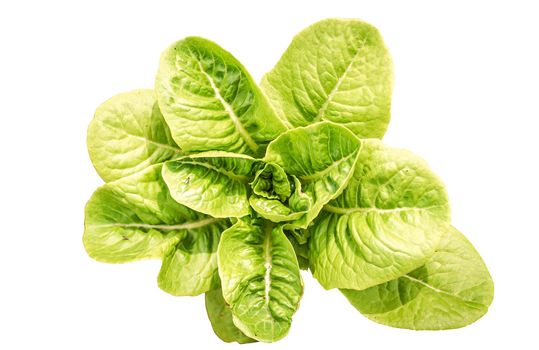 Lettuce farm small lettuce plants organic vegetable for healthy food diet isolated with background with path.