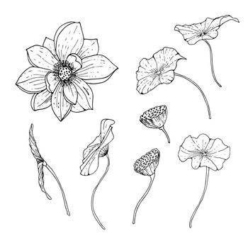Lotus flower and leaves line art. Botanical illustration with line art isolated on white background. vector lotus