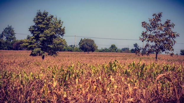 Dried Corn Field Background.