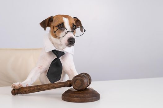 A jack russell terrier dog in a tie sits behind on a chair with a judge's gavel on the table.