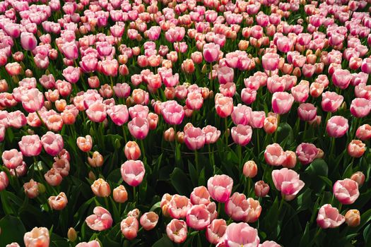 Pink tulips flowers blooming in beautiful garden